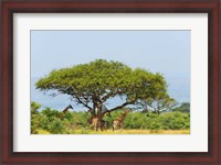 Framed Giraffes Under an Acacia Tree on the Savanna, Uganda
