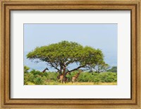 Framed Giraffes Under an Acacia Tree on the Savanna, Uganda