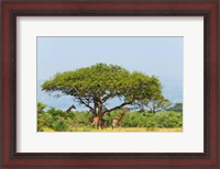 Framed Giraffes Under an Acacia Tree on the Savanna, Uganda