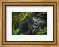 Framed Mountain Gorilla, Bwindi Impenetrable Forest, Uganda