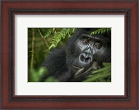 Framed Mountain Gorilla, Bwindi Impenetrable Forest, Uganda