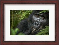 Framed Mountain Gorilla, Bwindi Impenetrable Forest, Uganda