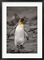 Framed Antarctica, King Penguin