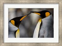 Framed Antarctica, South Georgia, King Penguin Pair