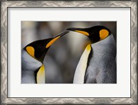 Framed Antarctica, South Georgia, King Penguin Pair