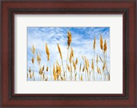 Framed Wheat Blowing in the Wind