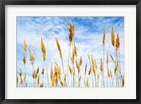 Framed Wheat Blowing in the Wind