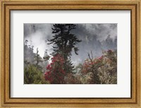 Framed Rhododendron in Bloom, Paro Valley, Bhutan