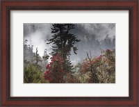 Framed Rhododendron in Bloom, Paro Valley, Bhutan