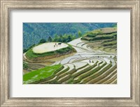 Framed Rice Terrace with Water Buffalo, Longsheng, Guangxi Province, China
