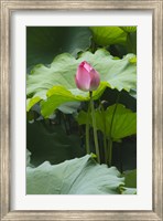 Framed Lotus in a pond, Suzhou, Jiangsu Province, China