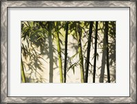 Framed Bamboo Casting Shadows, Suzhou, Jiangsu Province, China