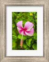 Framed Ranthambore, Rajasthan, India, Hibiscus Flower