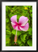 Framed Ranthambore, Rajasthan, India, Hibiscus Flower