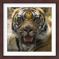 Framed Male Bengal Tiger at Bandhavgarh Tiger Reserve, India