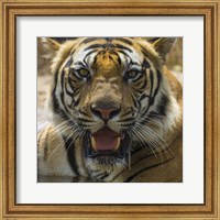 Framed Male Bengal Tiger at Bandhavgarh Tiger Reserve, India