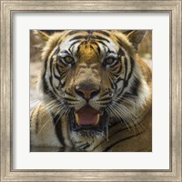 Framed Male Bengal Tiger at Bandhavgarh Tiger Reserve, India