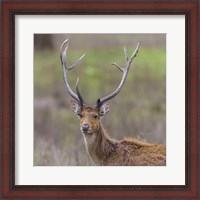 Framed Southern Wwamp Deer at Kanha Tiger reserve, India