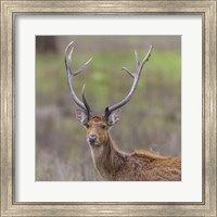 Framed Southern Wwamp Deer at Kanha Tiger reserve, India