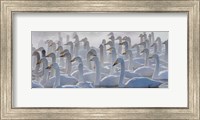 Framed Whooper Swans, Hokkaido, Japan