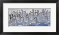 Framed Whooper Swans, Hokkaido, Japan