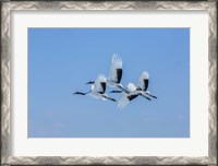 Framed Japanese Cranes Flying