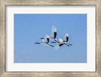 Framed Japanese Cranes Flying