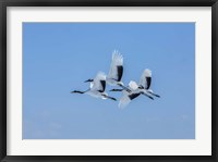 Framed Japanese Cranes Flying