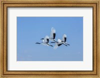 Framed Japanese Cranes Flying