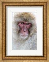 Framed Portrait of a Monkey, Japan
