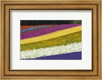 Framed Colorful Flowers in a Lavender farm, Furano, Japan