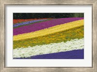 Framed Colorful Flowers in a Lavender farm, Furano, Japan