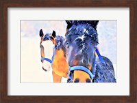 Framed Snow Horses