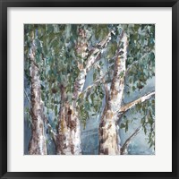Framed Eucalyptus Trees