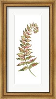 Framed Botanical Fern Single II