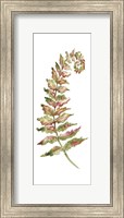 Framed Botanical Fern Single II