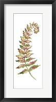 Botanical Fern Single II Framed Print