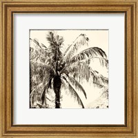 Framed 'Palm Tree Sepia III' border=