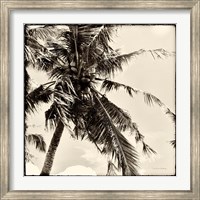 Framed Palm Tree Sepia II
