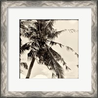 Framed 'Palm Tree Sepia II' border=