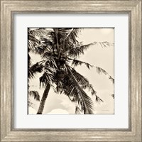 Framed 'Palm Tree Sepia II' border=