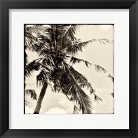 Framed 'Palm Tree Sepia II' border=