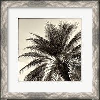 Framed Palm Tree Sepia I