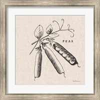 Framed Burlap Vegetable BW Sketch Peas