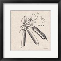 Burlap Vegetable BW Sketch Peas Framed Print