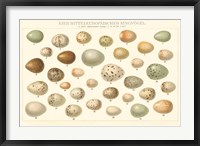 Framed Song Bird Egg Chart v2