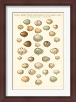 Framed Songbird Egg Chart