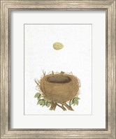 Framed Spring Nest II