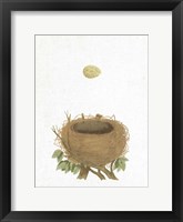 Spring Nest II Framed Print