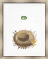 Framed Spring Nest I